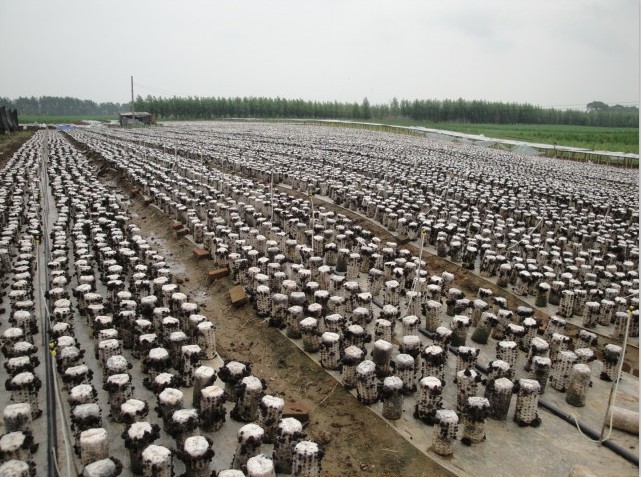 ��ľ���ڷų���